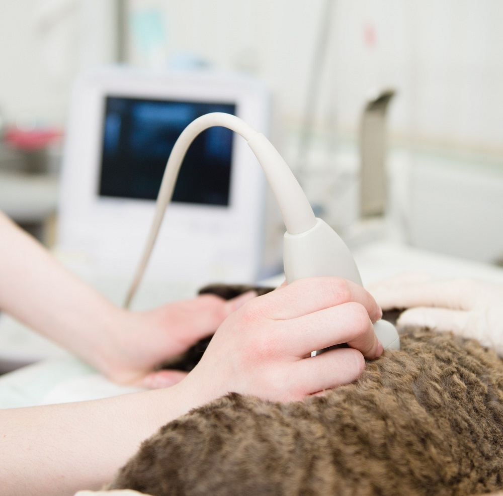 Ultrasound And Echocardiogram